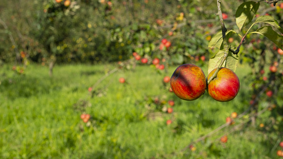 Red apples hanging on the tree, Euskadi