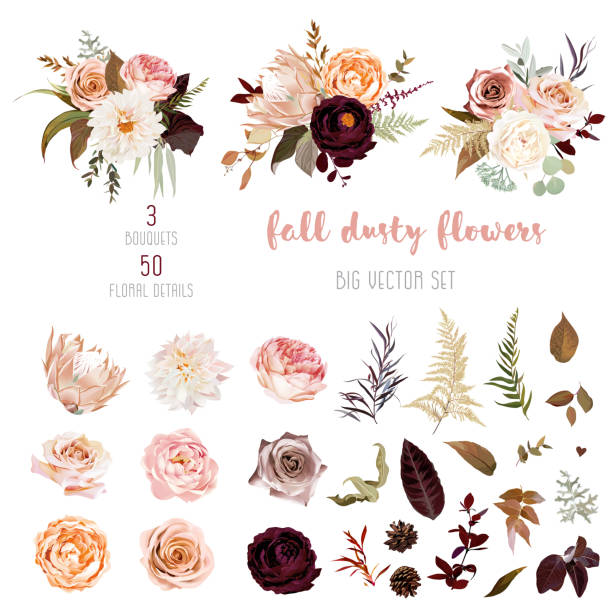 Floral pastel watercolor style big vector collection Dusty orange and creamy antique rose, beige and pale flowers, fern, creamy dahlia, ranunculus, protea, fall leaves big vector collection. Floral pastel watercolor style bouquets. Isolated and editable golden roses stock illustrations