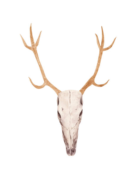 Hand drawn Watercolor deer skull with gold horns. Halloween boho style illustration. Hand drawn Watercolor deer skull with gold horns. Halloween boho style illustration. Design element for greeting card, banner, sticker, poster, print. bucktooth stock illustrations