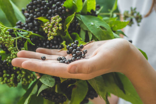 dziewczyna trzyma w rękach klastry owoców czarnego czarnego czarnego bzu w ogrodzie (sambucus nigra). starszy, czarny starszy. - nigra zdjęcia i obrazy z banku zdjęć