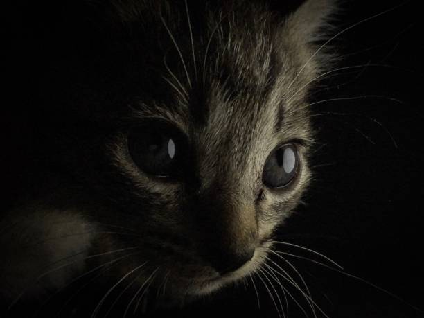 Little cute cat in the dark