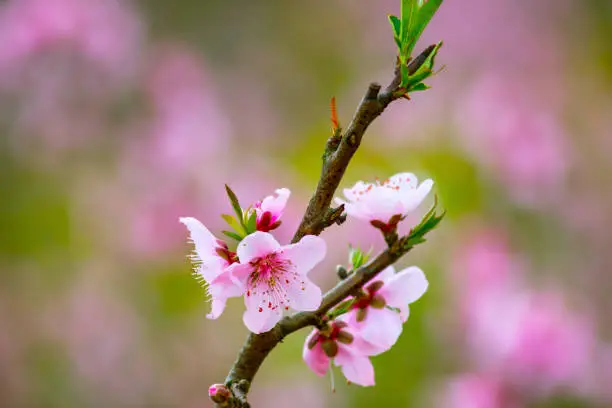 close-up of pink peach blossoms