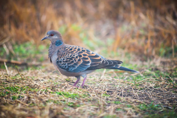 istock Close up beautiful Spotted Dove 1175242125