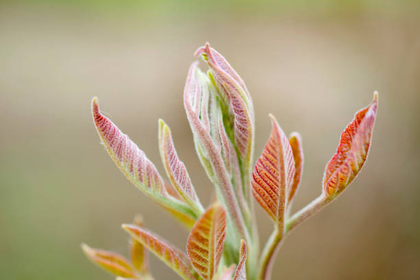 The opening buds of a red-osier dogwood (Cornus sericea). start sending out sprouts of emerging leaves against a soft natural background.