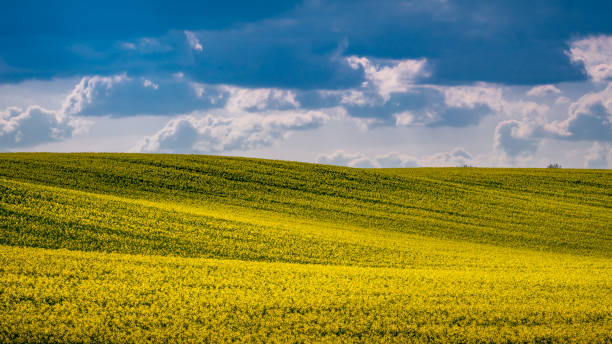 istock Yellow rapeseed field with the cloudy sky 1175243024