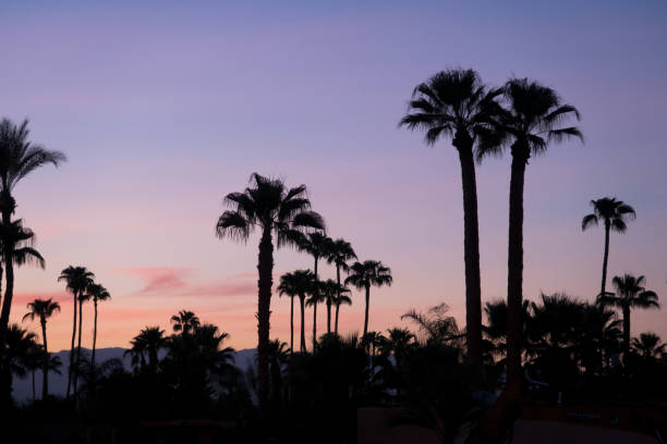 istock Sunset palms silhouette in Palms Springs, California 1175245012