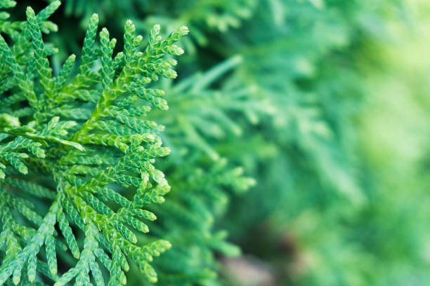 istock Background Thuja evergreen tree leaves. Thuja branches close up. Green nature background or Wallpaper Texture. 1175245123