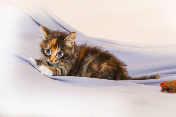 istock cute kitten playing with toy on light background 1175245227