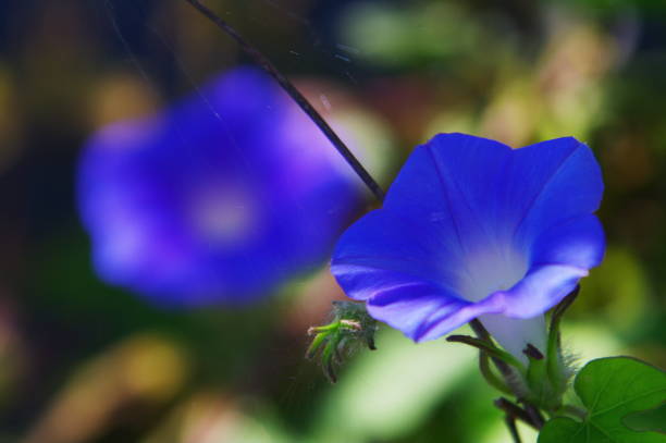 istock Flowers are always beautiful. 1175245828