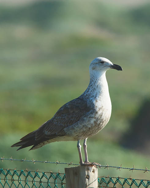 An immature Kelp Gull perches on a fence post An immature Kelp Gull (Larus dominicanus) perches on a fence post in central Chile kelp gull stock pictures, royalty-free photos & images