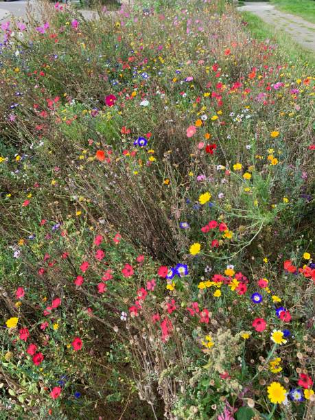 istock Colorful summer flowers 1175246964