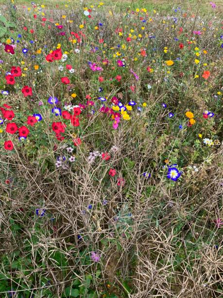 istock Colorful summer flowers 1175247019