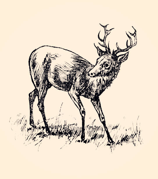 ilustraciones, imágenes clip art, dibujos animados e iconos de stock de deer (xxxl) - 1884