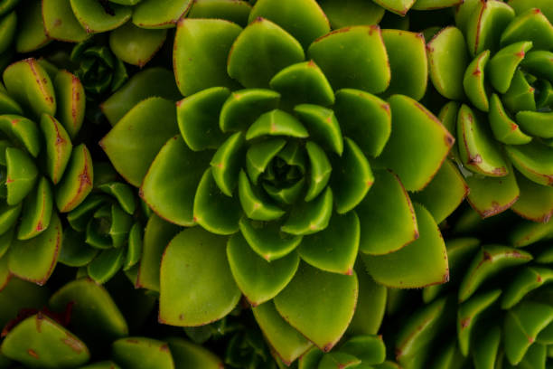 istock Green Suculent Cactus close Up 1175247126