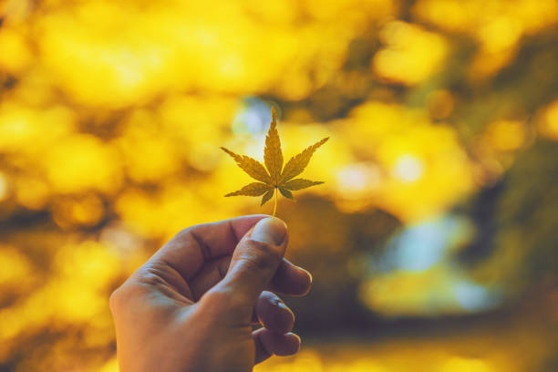 Autumn in Japan - Leaf in Hand