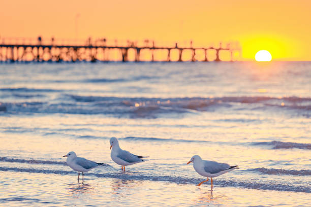istock Seagulls on the beach at sunset 1175248452