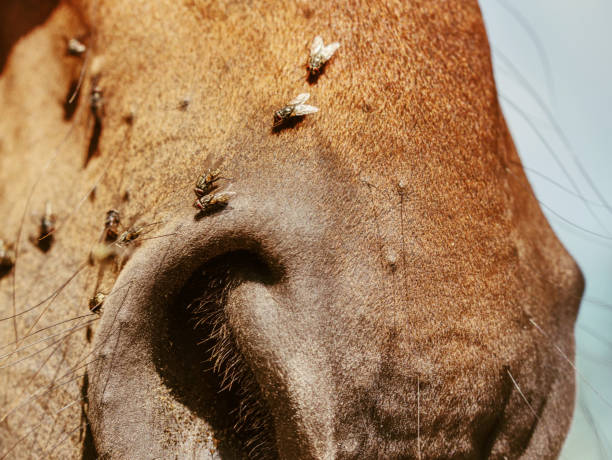 nariz y boca de caballo con moscas. insectos en la cabeza de un animal. - chestnut close up close to macro fotografías e imágenes de stock