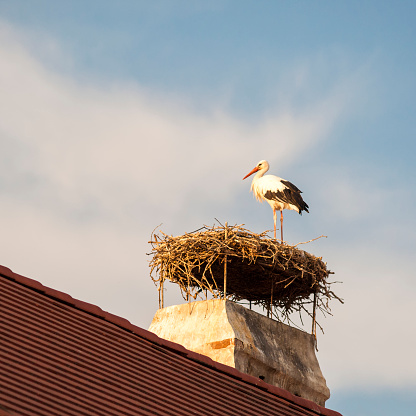 White stork in his nest on a roof