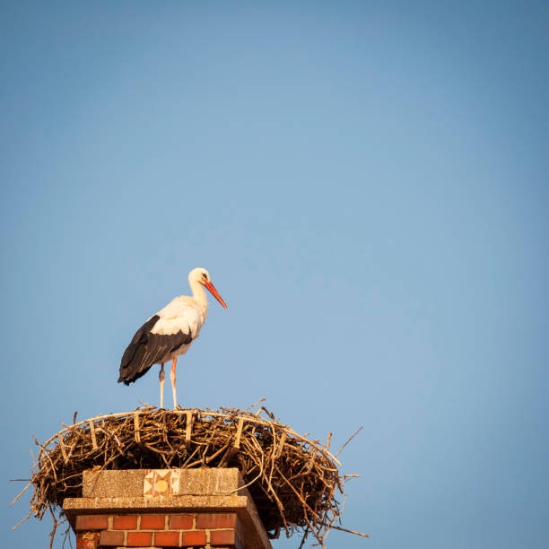 istock White stork in his nest on a roof 1175249454