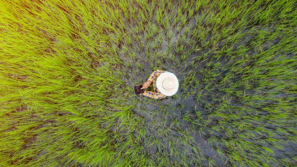 istock Aerial top view of Farmer using digital Tablet in a green rice field 1175250253
