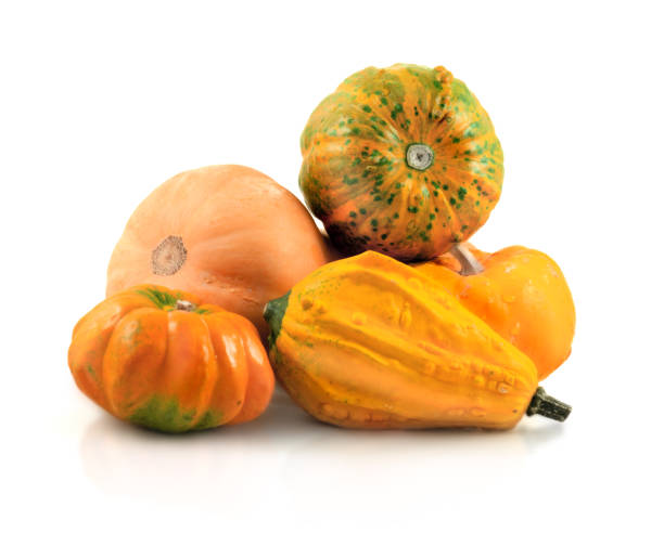 dynie - miniature pumpkin zdjęcia i obrazy z banku zdjęć