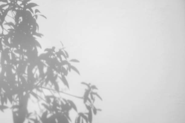 istock Tree shadow on texture of old  concrete wall for background 1175250457