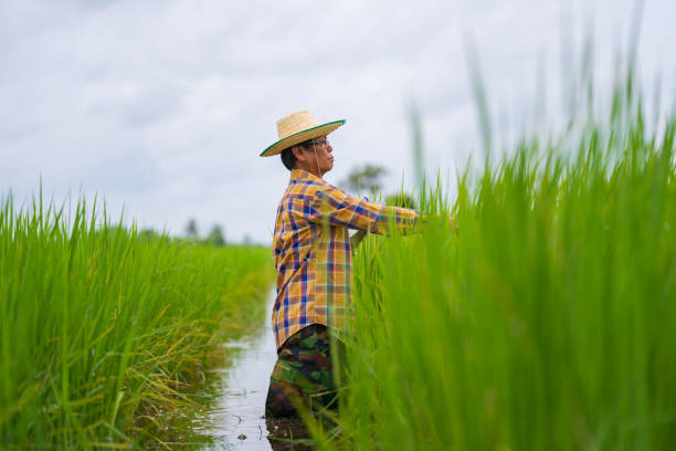 istock Asian Farmer using digital Tablet in a green rice field 1175250489