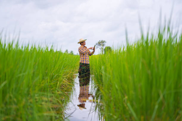 istock Asian Farmer using digital Tablet in a green rice field 1175250498