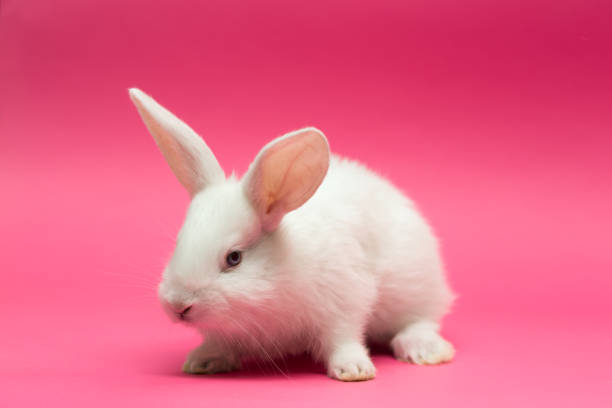 istock little white rabbit with the apple on a yellow background