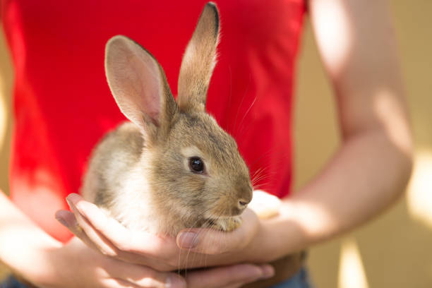 girl holding in hands Gray rabbit\