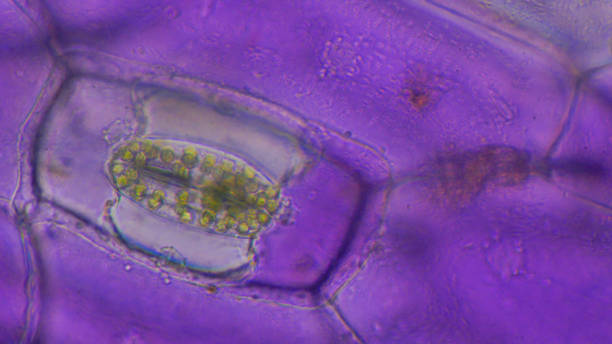 istock Close up pink Tradescantia spathacea stomata. 1175252170