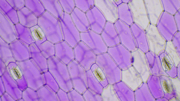 istock Close up pink Tradescantia spathacea stomata. 1175252221