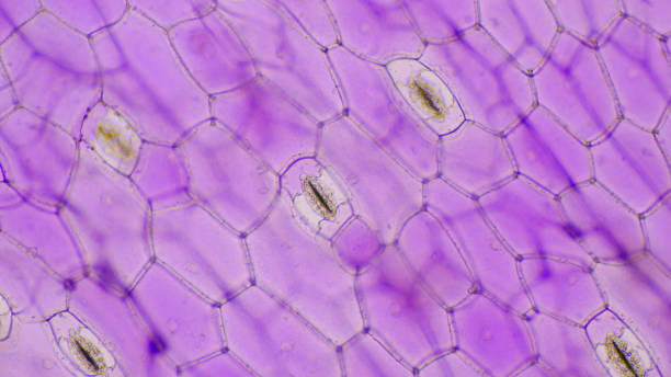 istock Close up pink Tradescantia spathacea stomata. 1175252328