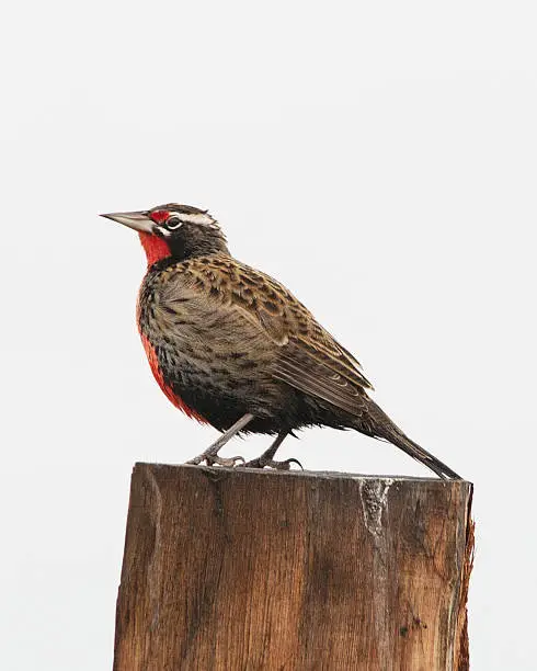 An adult Long-tailed Meadowlark ( Sturnella loyca) perches on a fence-pos, against white sky, in central Chile