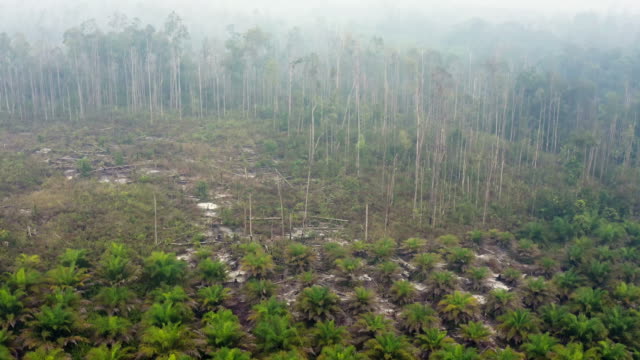 Palm oil plantation in the island of Borneo in Indonesia