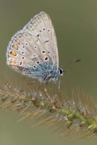istock Detailed illustration of Common blue butterfly (Polyommatus icarus) 1175254210