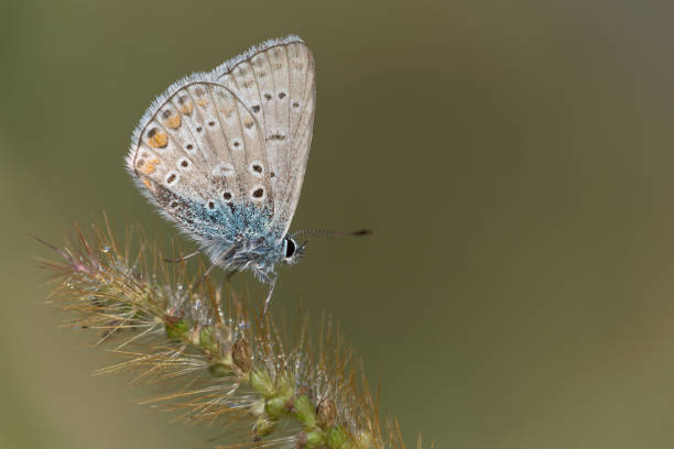 istock Detailed illustration of Common blue butterfly (Polyommatus icarus) 1175254225