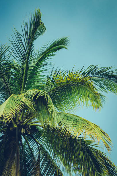 istock Coconut palm tree foliage under sky. Vintage background. Retro toned poster. 1175255794