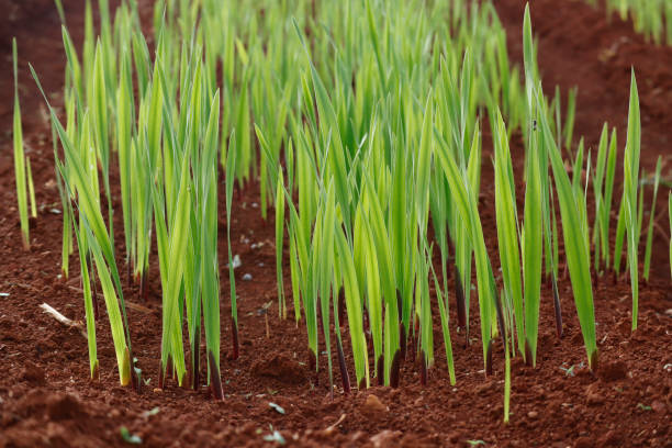 istock Young Gladiolus planting on field 1175256250