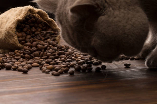 istock cat sniffs coffee beans . coffee grade and quality assessment of coffee beans concept 1175256376