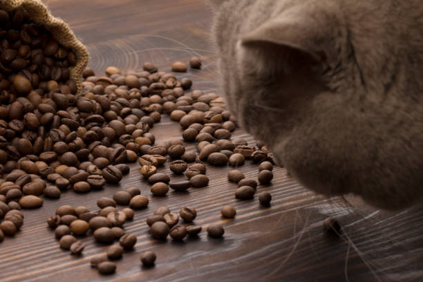 istock cat sniffs coffee beans . coffee grade and quality assessment of coffee beans concept 1175256389