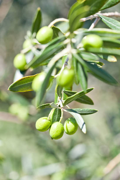 istock Olives on olive tree in autumn. 1175259144