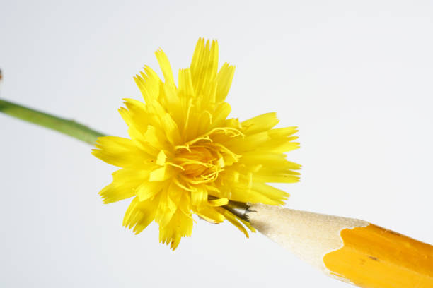 This is a lifelike flowers as a template for drawing with colored pencils