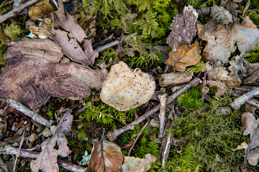 A mushroom growing in woodland in Cornwall