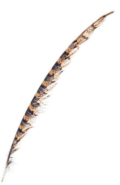 pheasant long black and brown feather isolated on white background