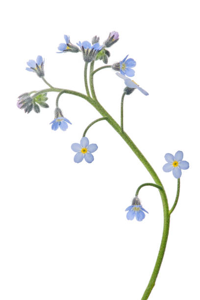 isolated forget-me-not flower stem with small blooms light blue forget-me-not flower isolated on white background forget me not isolated stock pictures, royalty-free photos & images