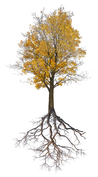 золотая осень большой клен с корнем - maple tree autumn tree vibrant color стоковые фото и изображения