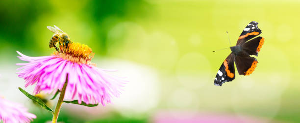 istock Lilac flower with a bee collecting pollen or nectar with flying butterfly. Banner style artistic fantastic beautiful nature image. Bee macro close up summer natural image. 1175261276