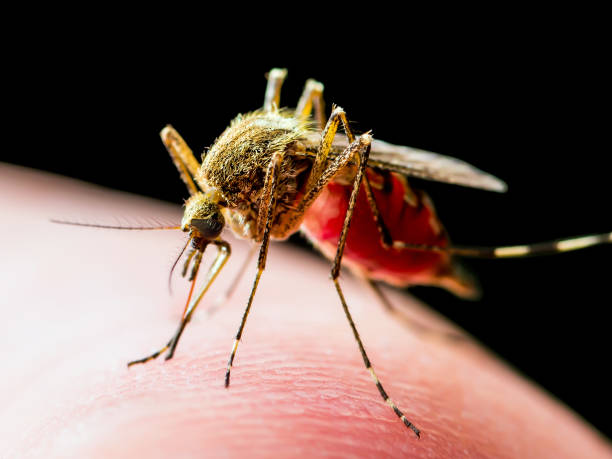encefalite, febbre gialla, malattia della malaria o virus zika infettato culex mosquito parassita insetto macro isolato su sfondo nero - malaria parasite foto e immagini stock