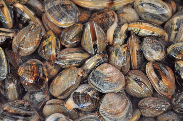 istock Ortiga  Market , Syracuse, Fish and seafood 1175261417